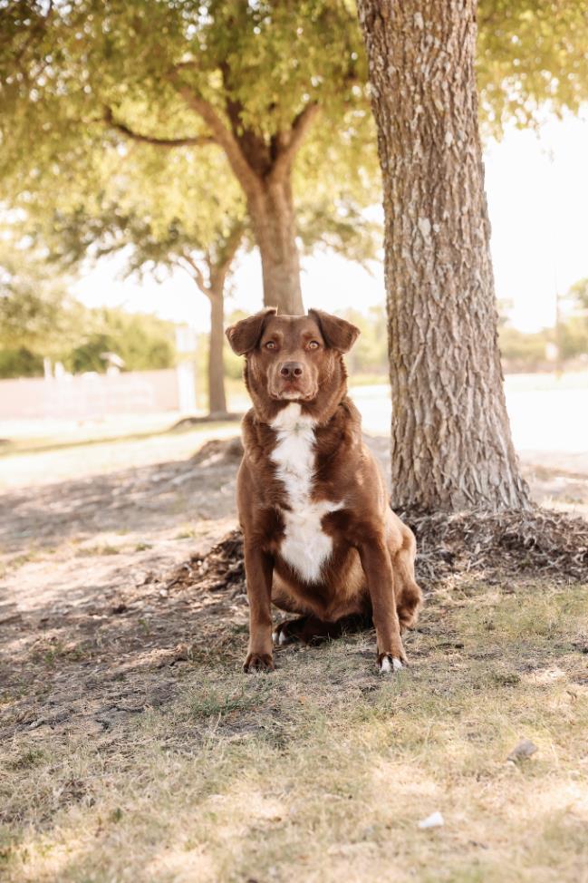 Enlarge Jake, a Adoptable mixed breed in Rockwall, TX image 2/3
