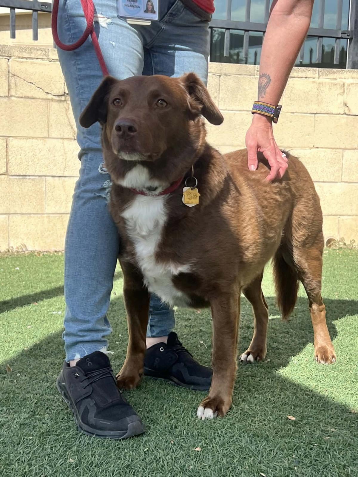 Enlarge Jake, a Adoptable mixed breed in Rockwall, TX image 3/3