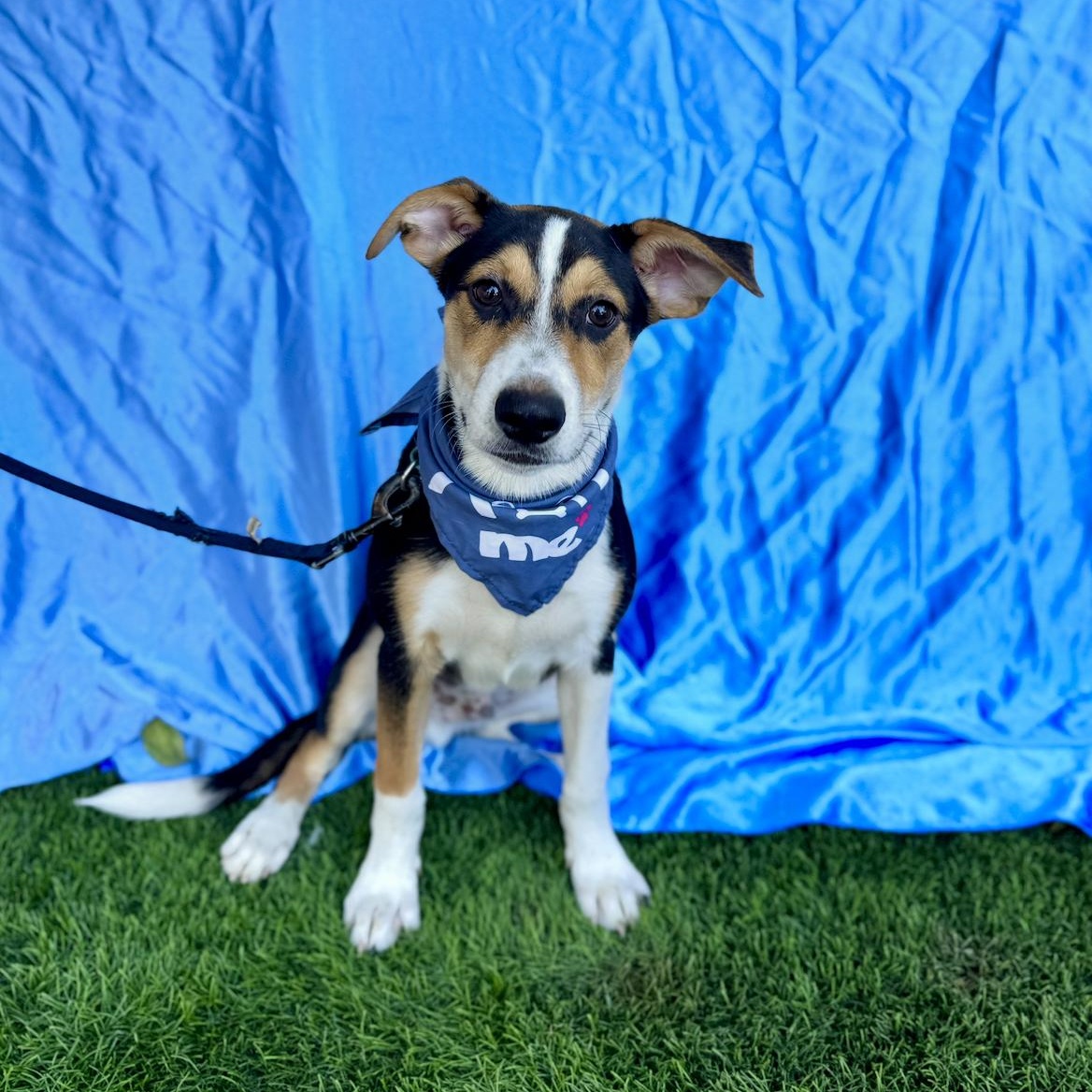 Enlarge CHAMP, an adoptable mixed breed in Rowland Heights, CA image 6/6