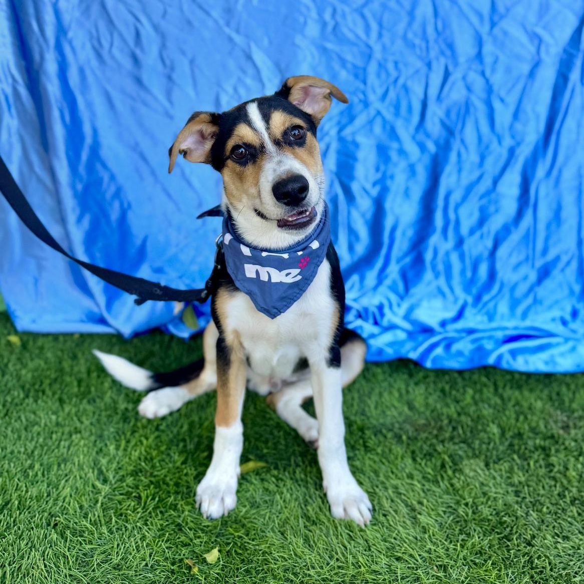 Enlarge CHAMP, an adoptable mixed breed in Rowland Heights, CA image 2/6