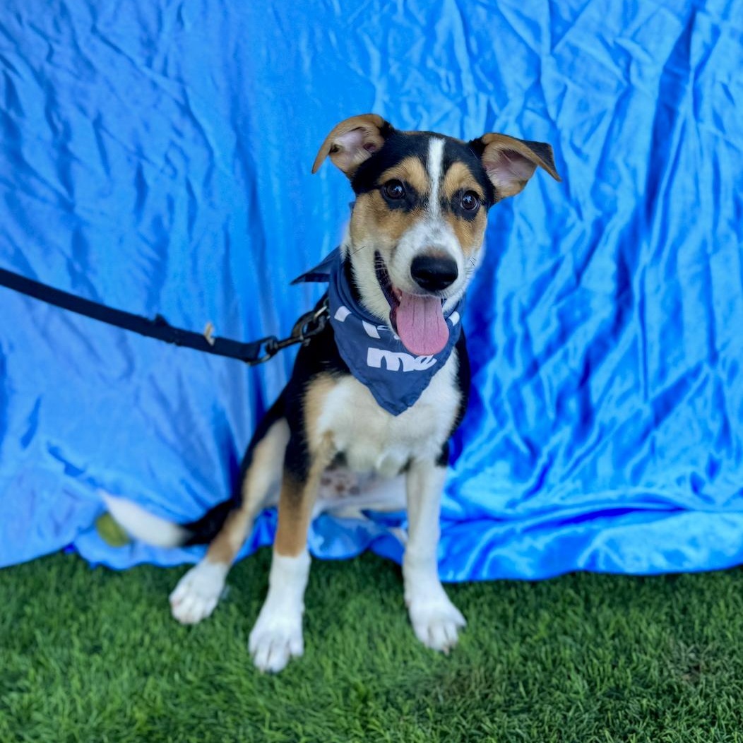 Enlarge CHAMP, an adoptable mixed breed in Rowland Heights, CA image 3/6