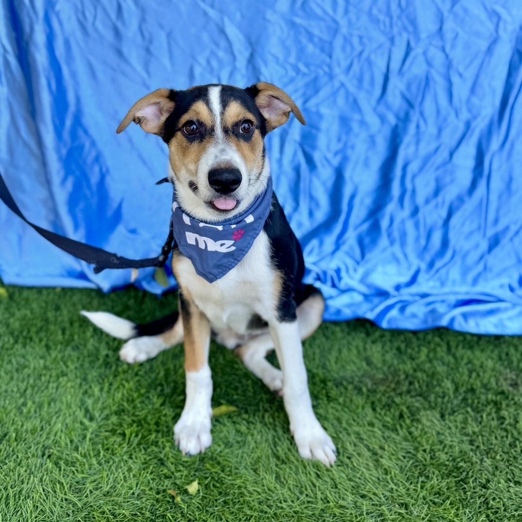 Enlarge CHAMP, an adoptable mixed breed in Rowland Heights, CA image 5/6