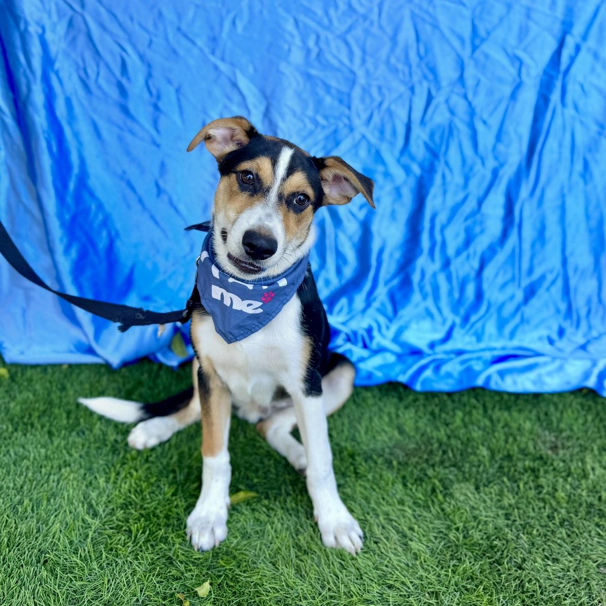 Enlarge CHAMP, an adoptable mixed breed in Rowland Heights, CA image 4/6