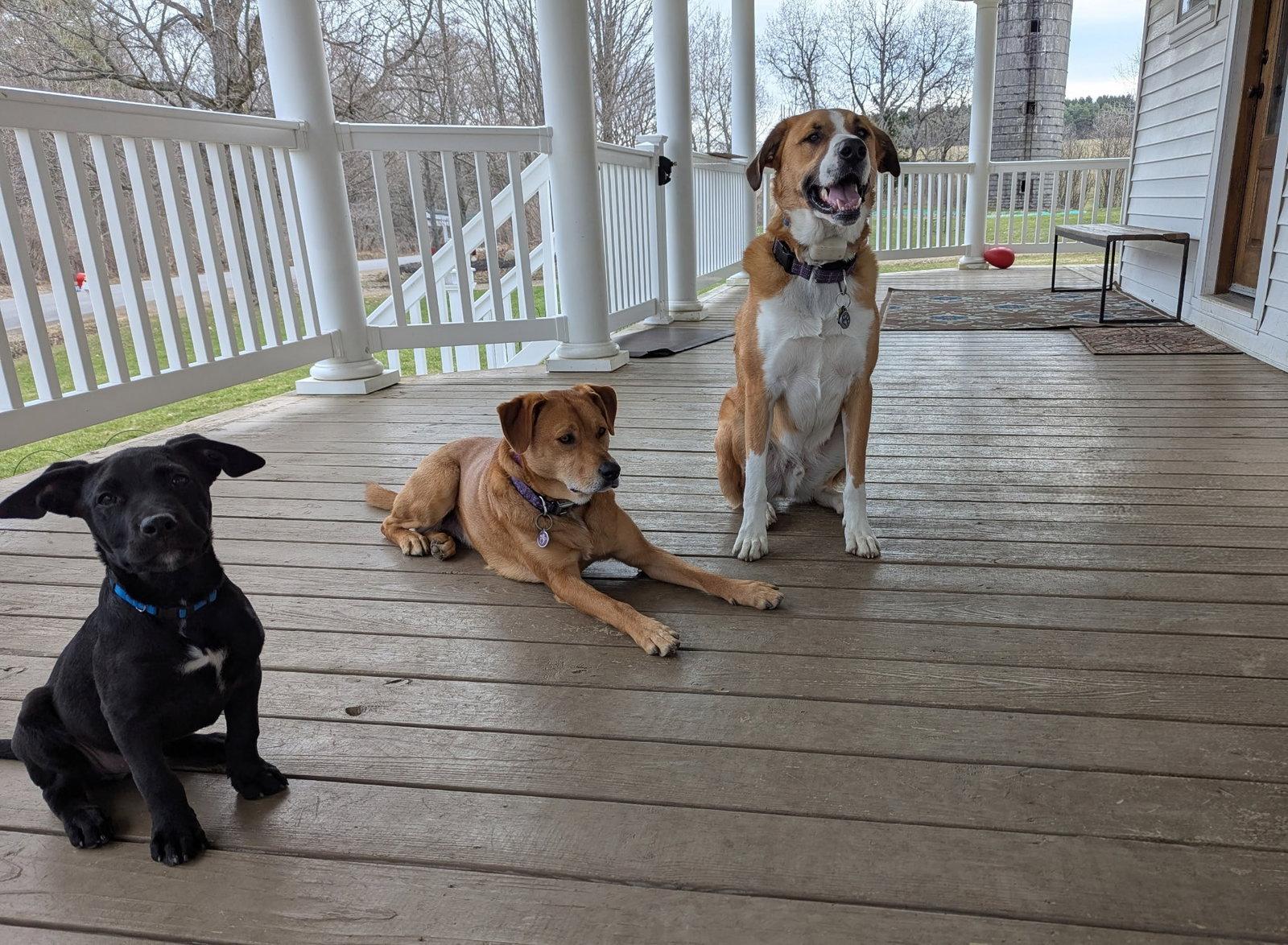 Enlarge Titan, a Adoptable Labrador Retriever in Tonawanda, NY image 2/3