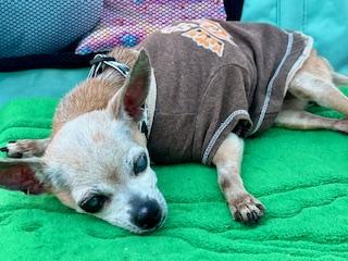 Vivian, an adopted Chihuahua in Ladson, SC image 3/3