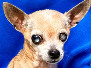 Vivian, adopted, Senior Female Chihuahua.