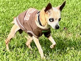 Vivian, an adopted Chihuahua in Ladson, SC image 2/3