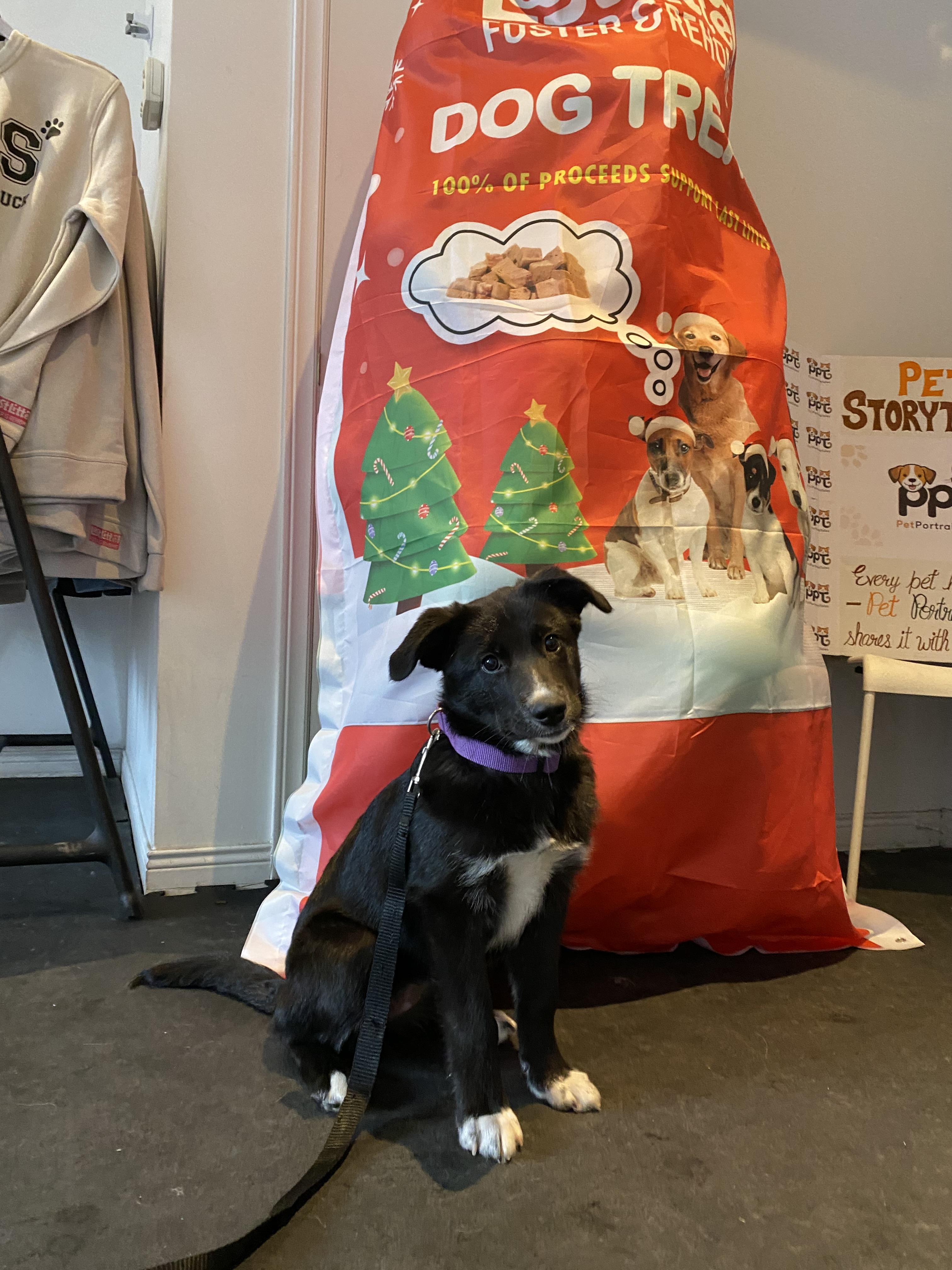 Enlarge Ember, a Adopted mixed breed in Clarksburg, ON image 1/1