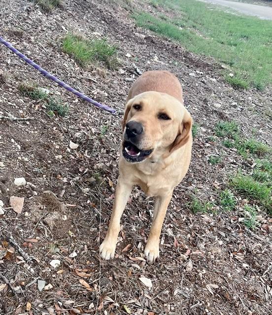 Penny, ADOPTABLE, Adult Female Golden Retriever.