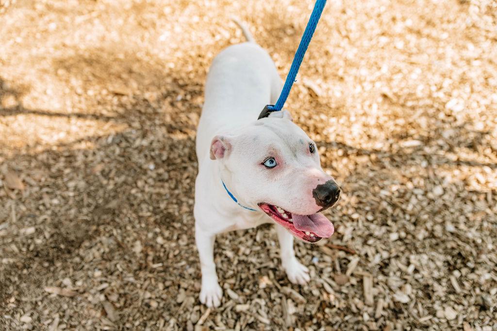 Snow, Adoptable, Adult Female Terrier.