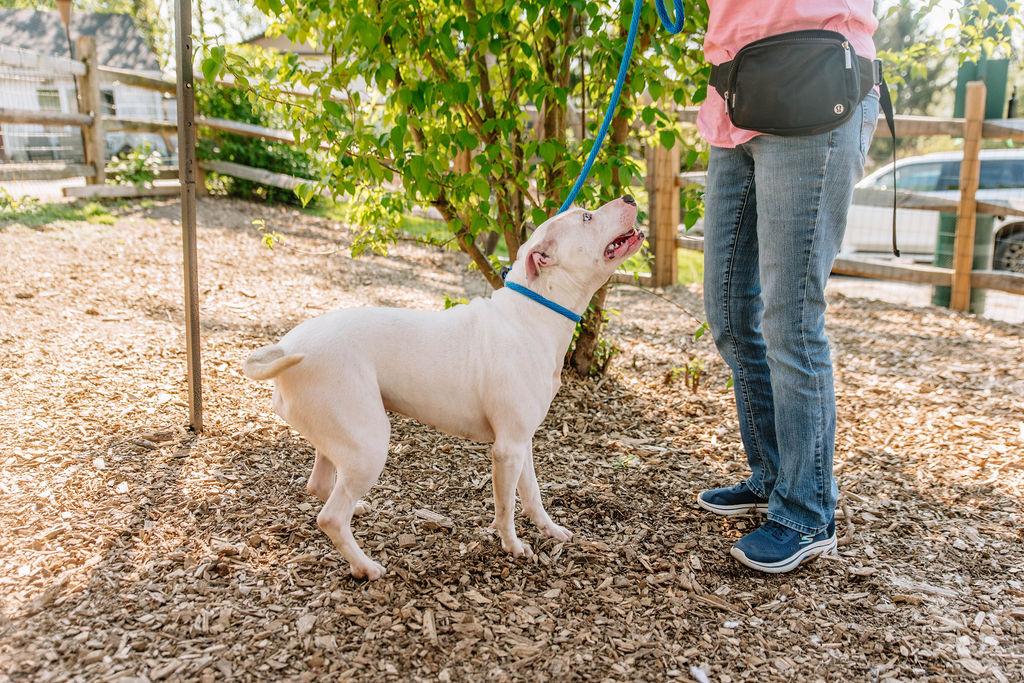 Enlarge Snow, a Adoptable mixed breed in Chester Springs, PA image 2/6