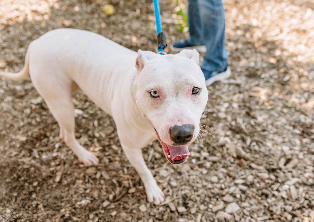 Enlarge Snow, a Adoptable mixed breed in Chester Springs, PA image 3/6