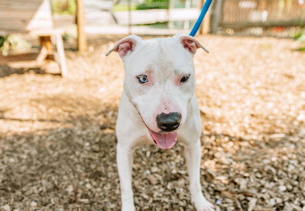 Enlarge Snow, a Adoptable mixed breed in Chester Springs, PA image 5/6