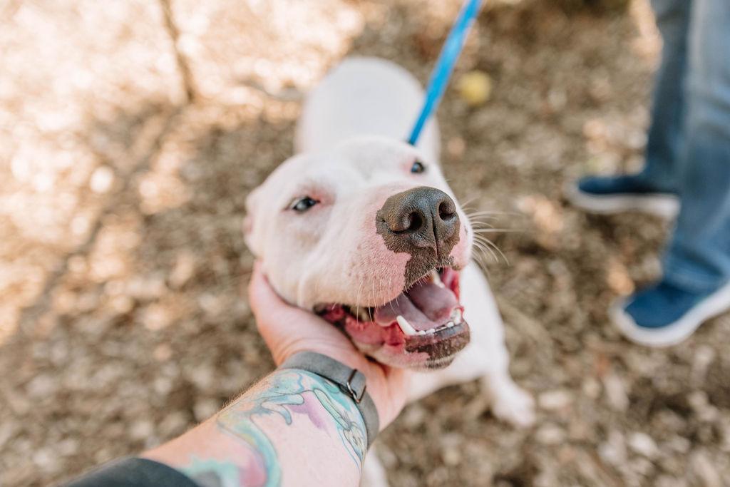 Enlarge Snow, a Adoptable mixed breed in Chester Springs, PA image 6/6