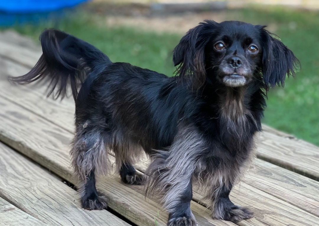 Enlarge Emma and Fluffs, a Adopted mixed breed in Asheville , NC image 1/6