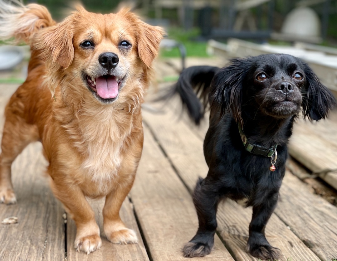 Enlarge Emma and Fluffs, a Adopted mixed breed in Asheville , NC image 3/6