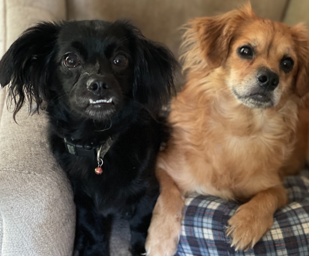 Enlarge Emma and Fluffs, a Adopted mixed breed in Asheville , NC image 5/6