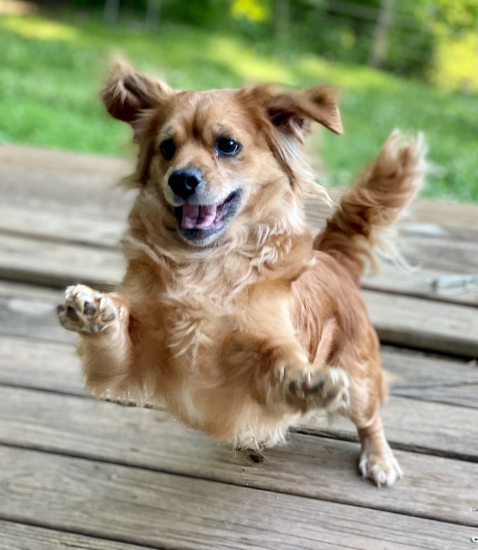 Enlarge Emma and Fluffs, a Adopted mixed breed in Asheville , NC image 6/6