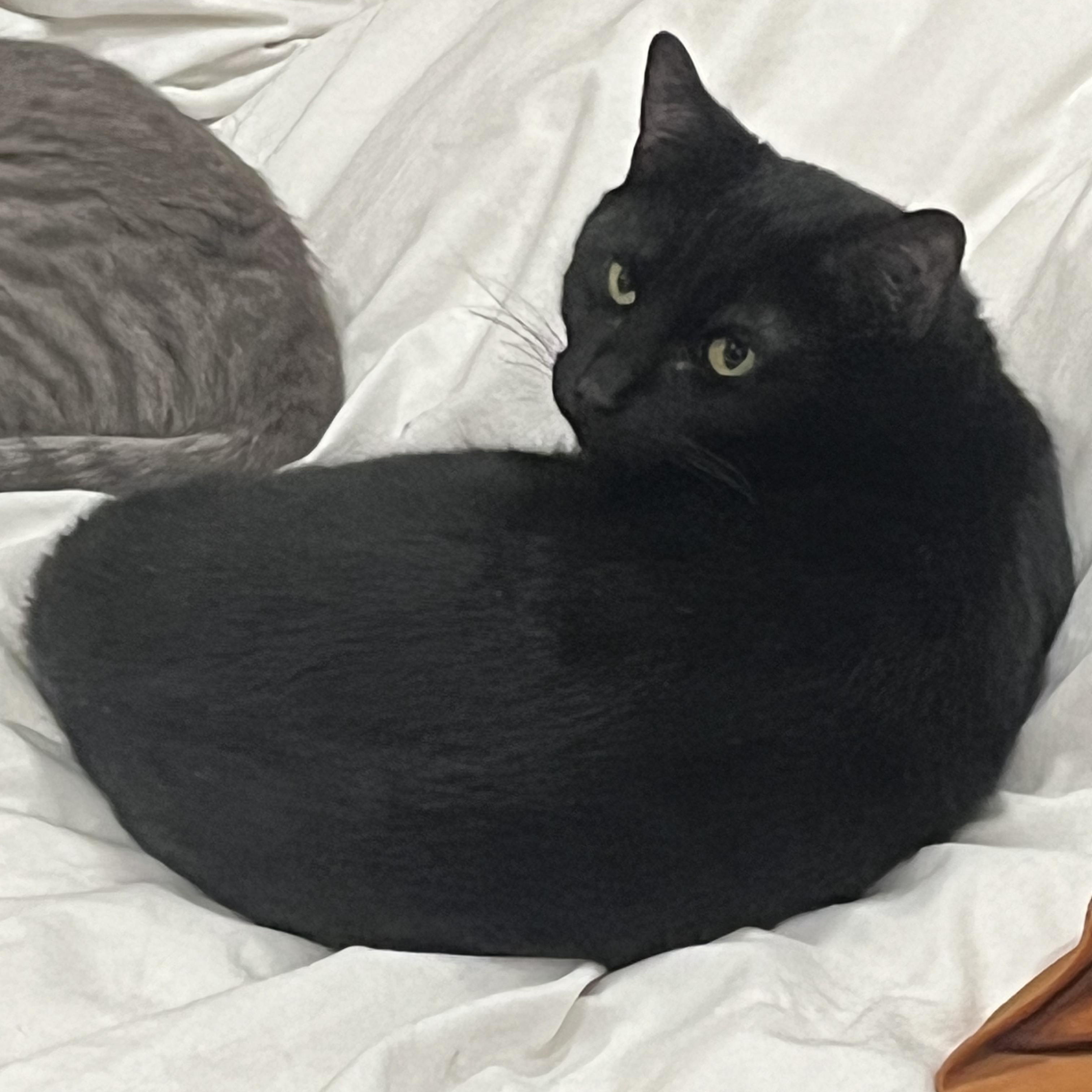 Enlarge Wayne, a ADOPTABLE Domestic Short Hair in New york, NY image 3/4