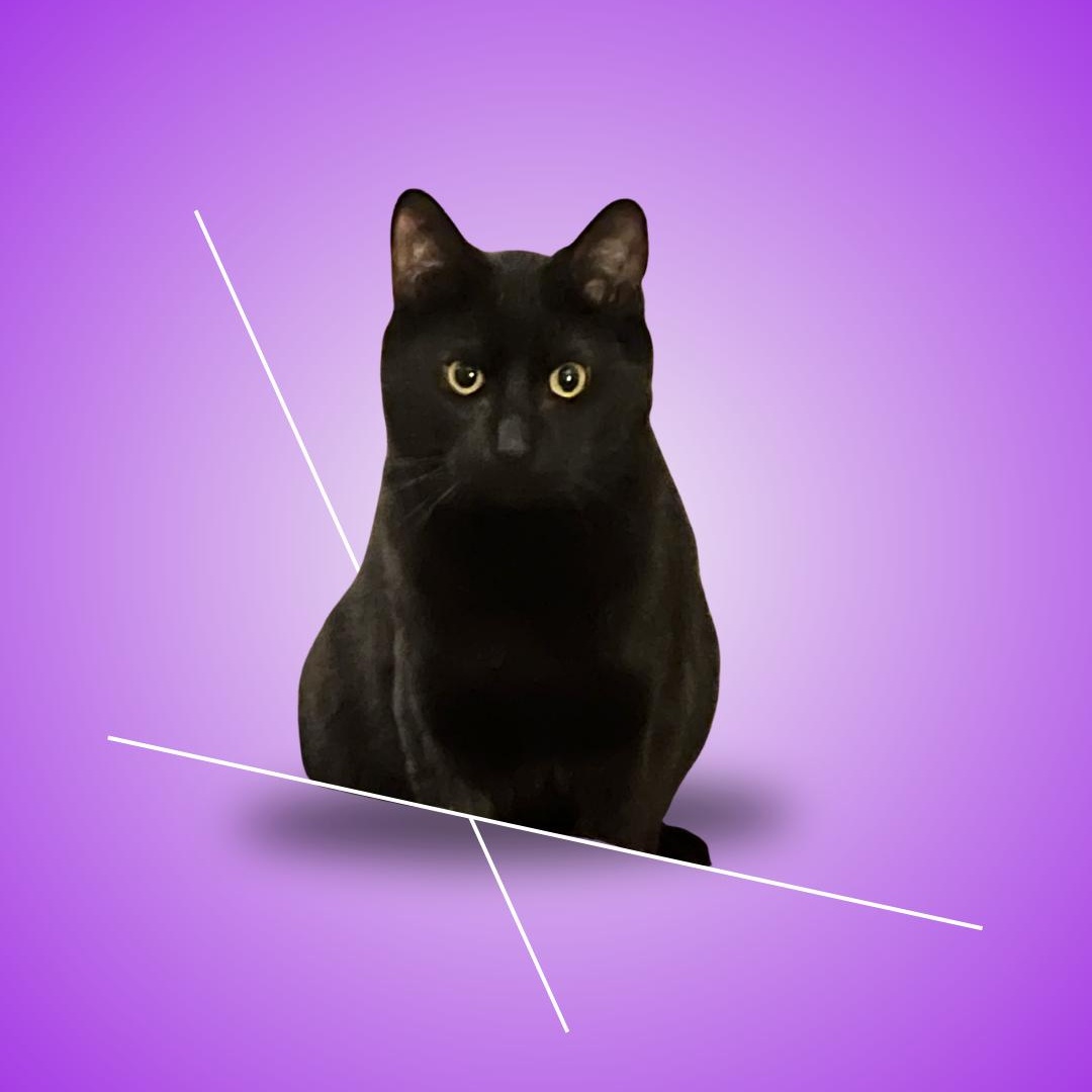 Wayne, ADOPTABLE, Kitten Male Domestic Short Hair.