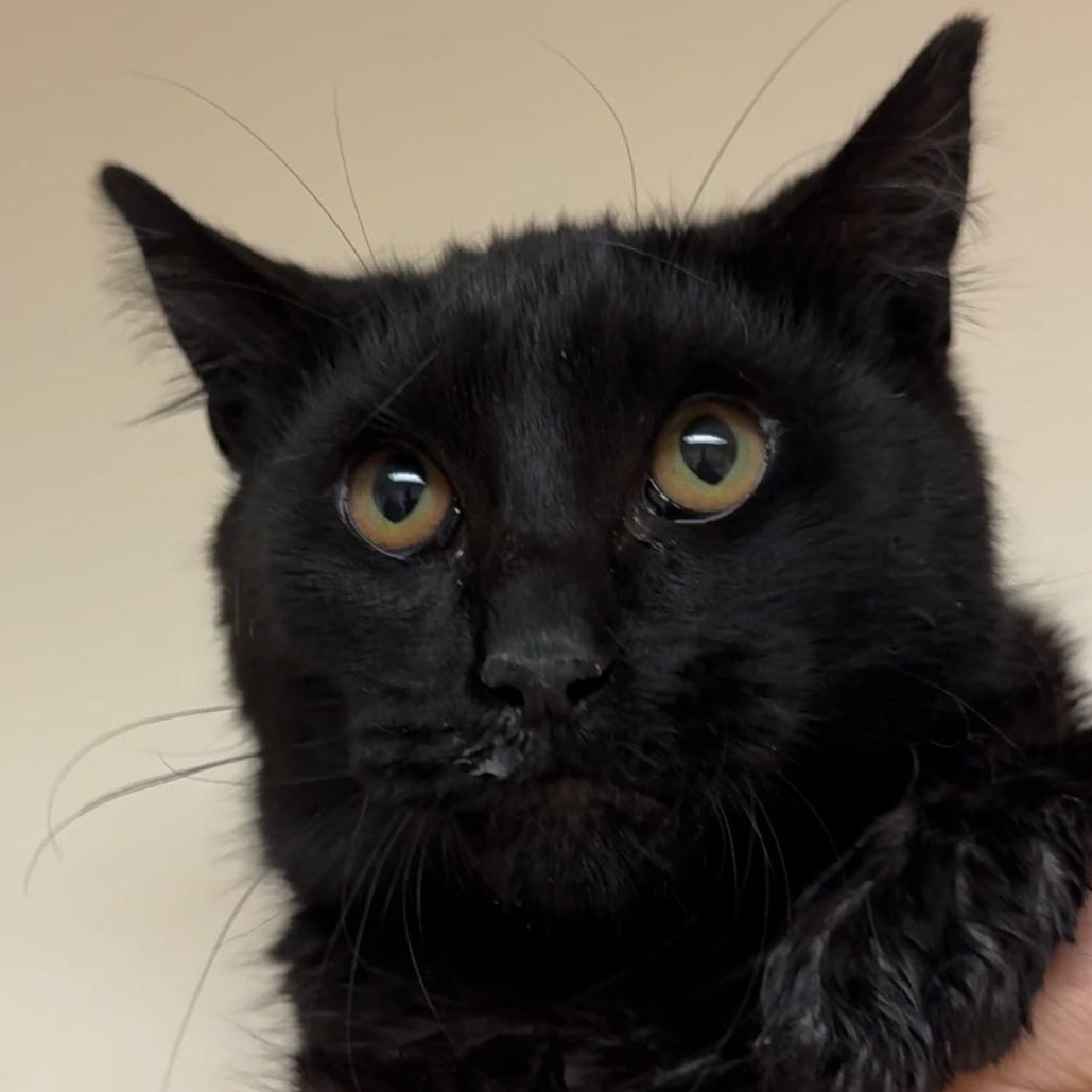 Wayne, ADOPTABLE, Kitten Male Domestic Short Hair.