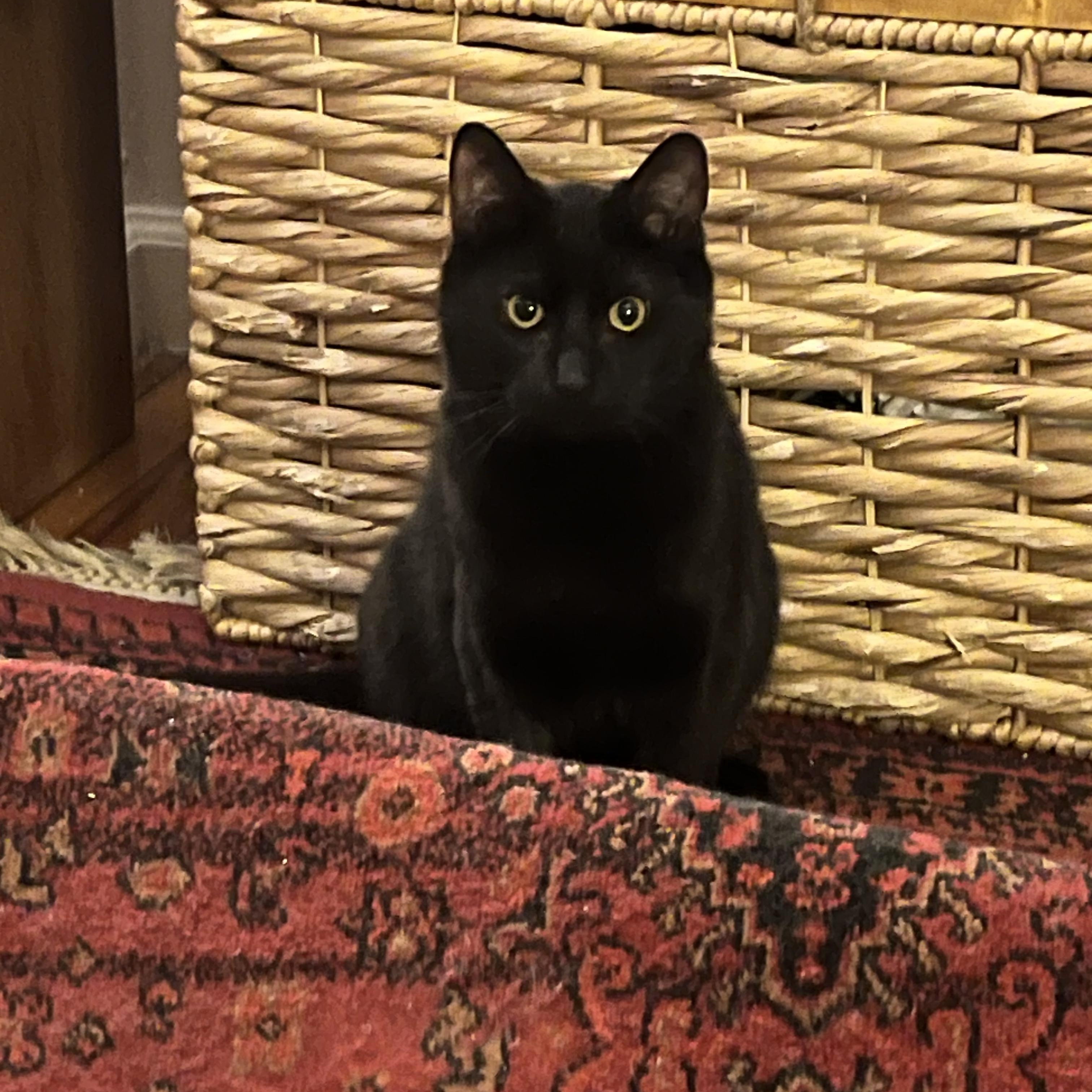 Enlarge Wayne, a ADOPTABLE Domestic Short Hair in New york, NY image 4/4