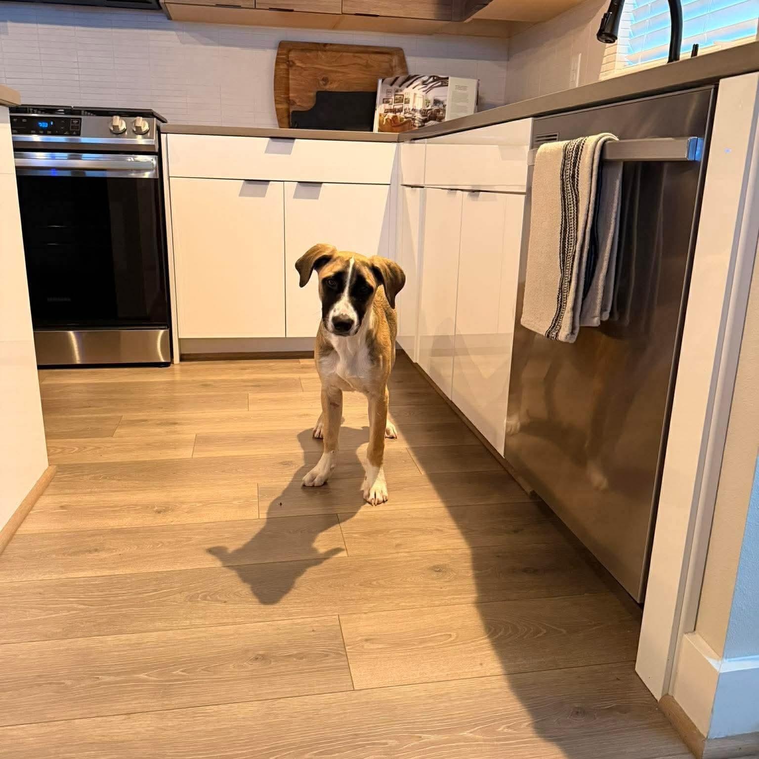 Enlarge Indie, an adoption pending mixed breed in Battle Creek, MI image 2/3