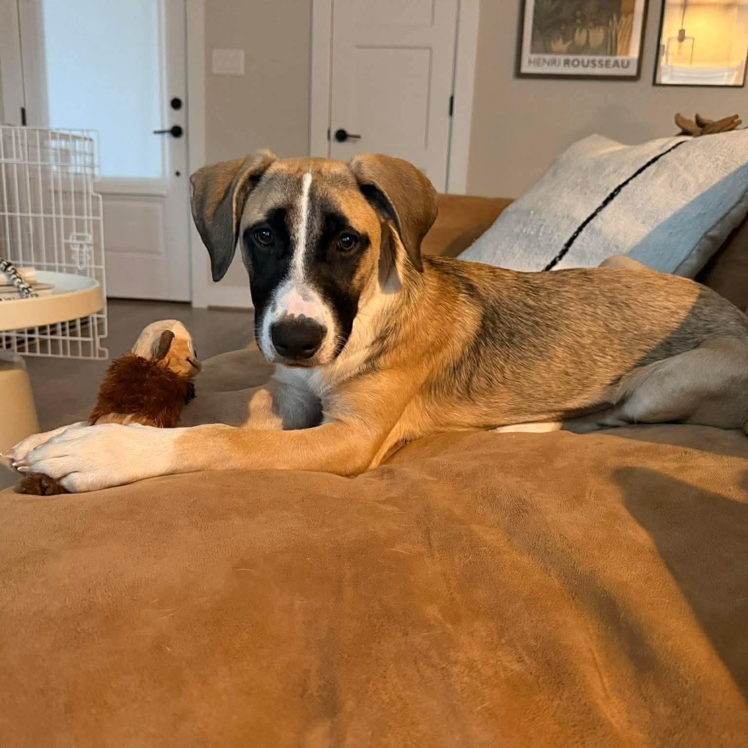 Enlarge Indie, an adoption pending mixed breed in Battle Creek, MI image 1/3