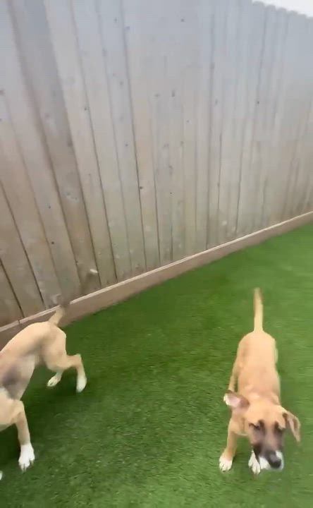 Enlarge Indie, an adoption pending mixed breed in Battle Creek, MI video 3/3