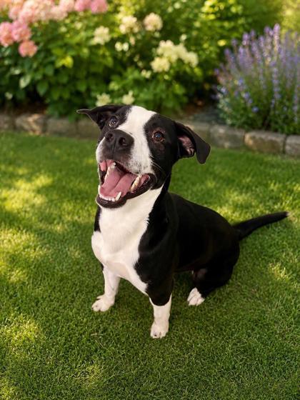 Chase, a Adoptable mixed breed in Paducah, KY image 1/2