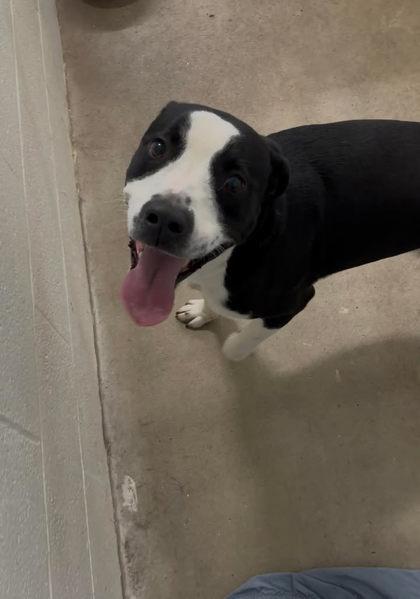 Chase, a Adoptable mixed breed in Paducah, KY image 2/2