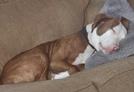 Zz Roxy - Courtesy, Adoptable, Young Female Pit Bull Terrier.
