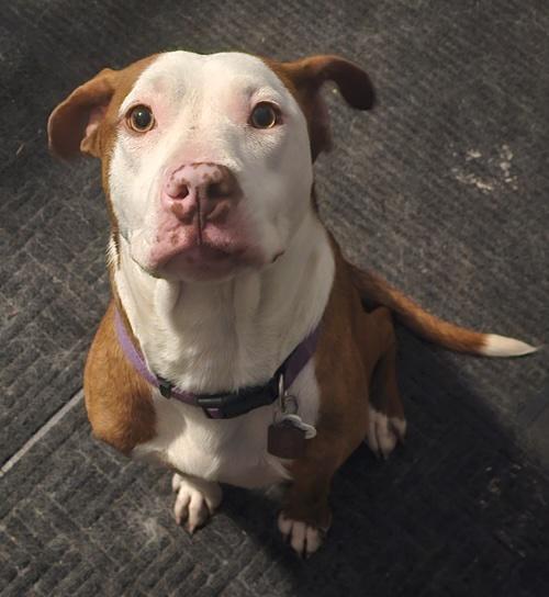Zz Roxy - Courtesy, a Adoptable Pit Bull Terrier in Utica, MI image 2/2