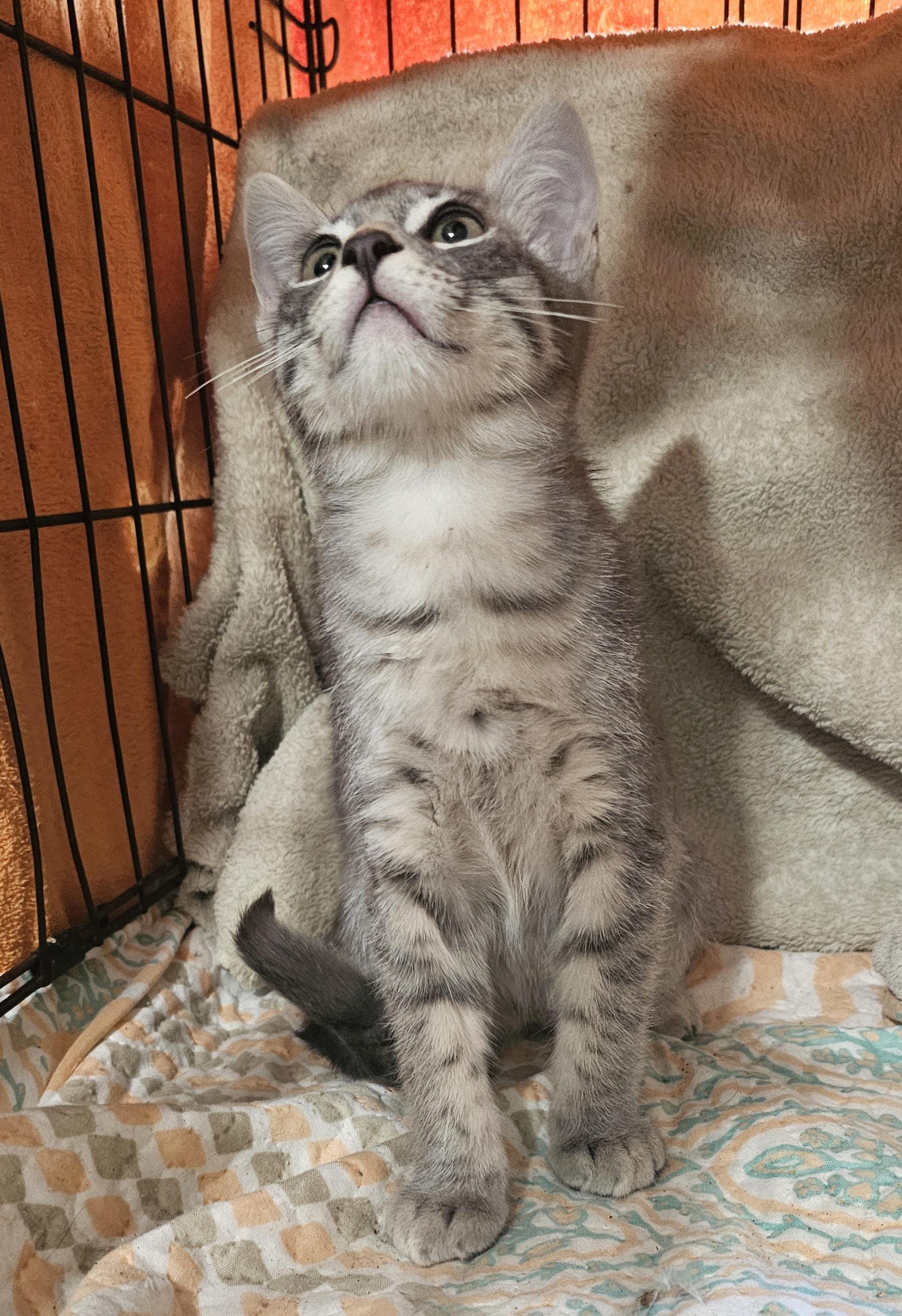 Enlarge Sawyer, a Adoptable mixed breed in Burbank, CA image 5/5