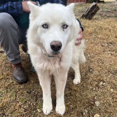 Dakota, ADOPTABLE, Senior Female Husky.
