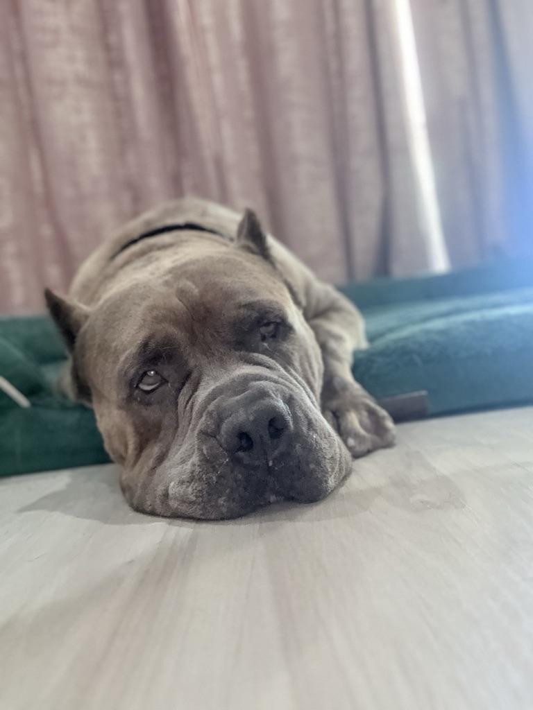 Hank, a ADOPTABLE Cane Corso in Riverside, CA image 3/4