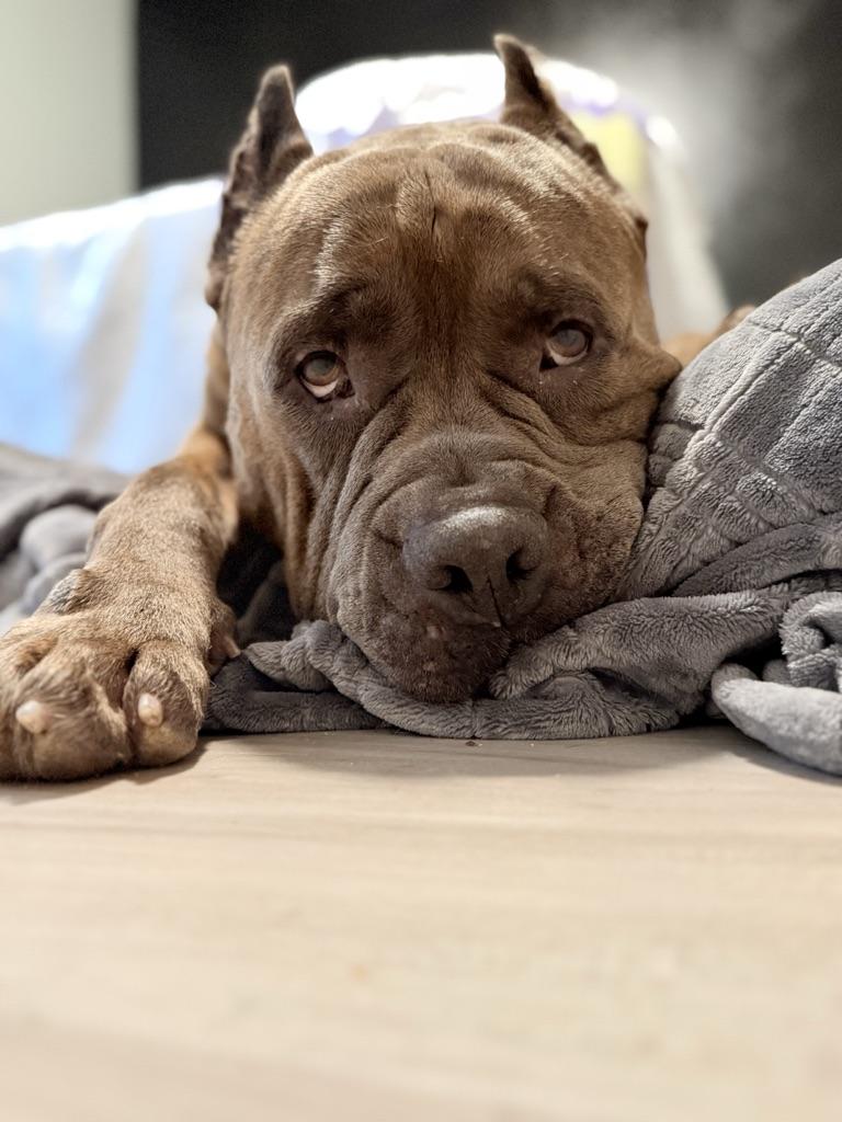 Hank, ADOPTABLE, Adult Male Cane Corso.