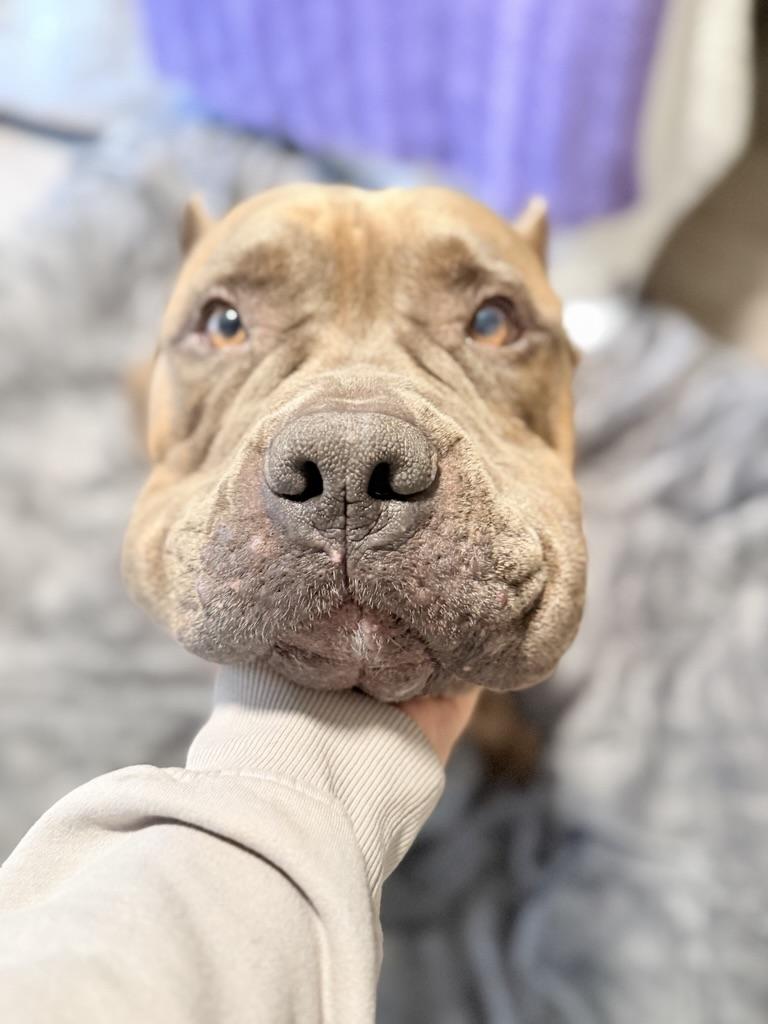 Hank, a ADOPTABLE Cane Corso in Riverside, CA image 4/4