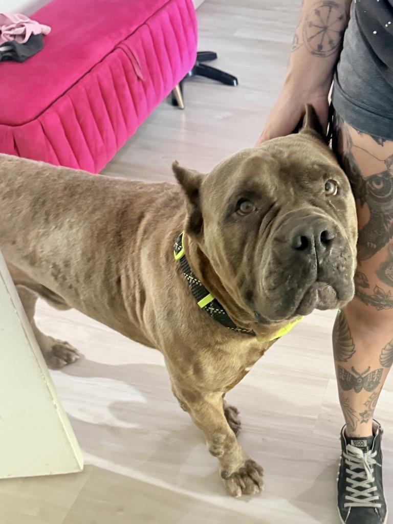 Hank, a ADOPTABLE Cane Corso in Riverside, CA image 2/4