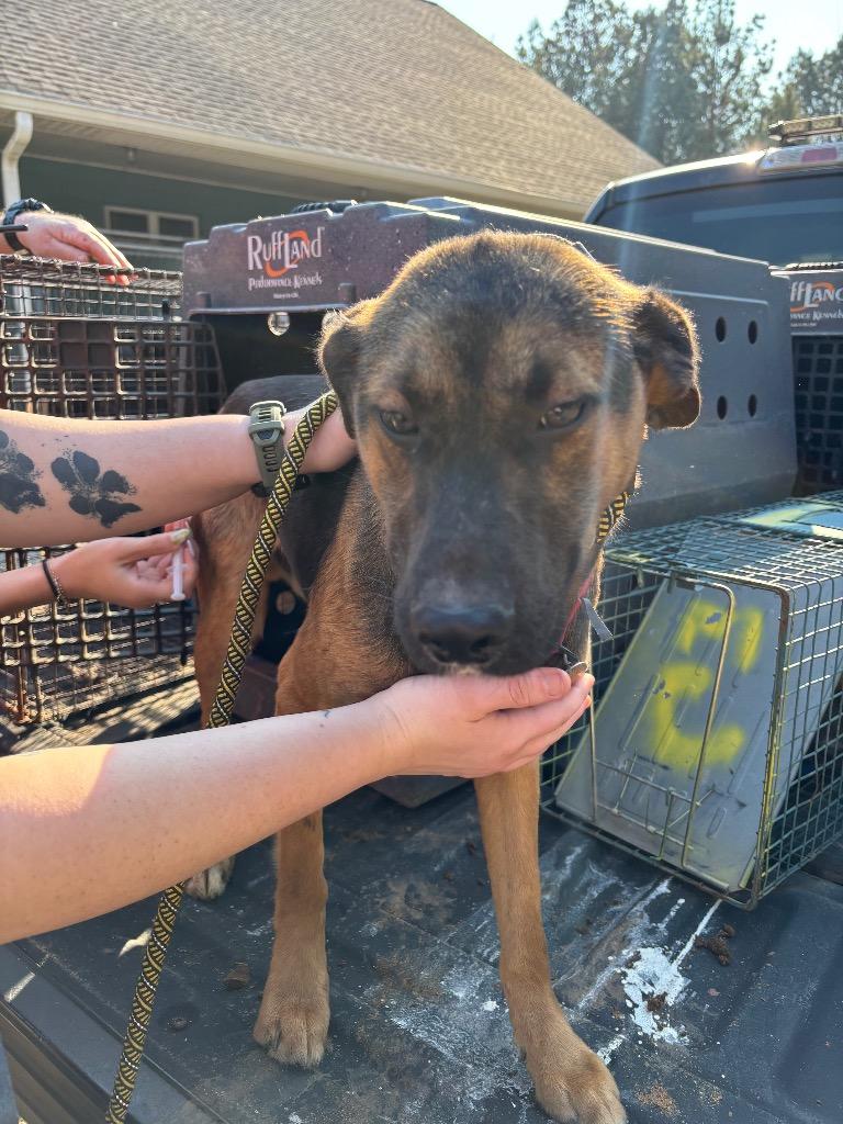 Chance, Adoptable, Young Male Mixed Breed.