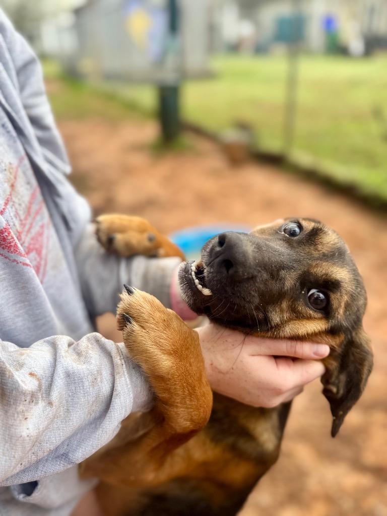 Enlarge Chance, a Adoptable Mixed Breed in Danielsville, GA image 2/6