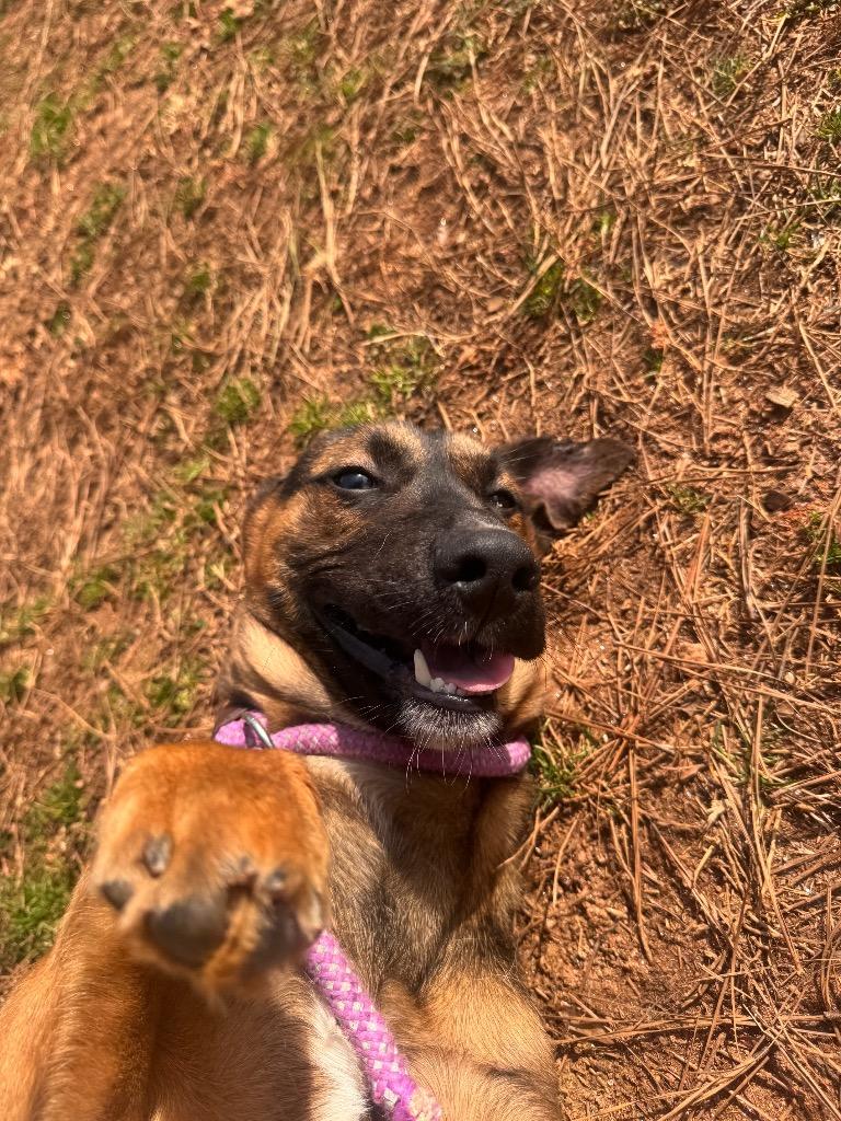 Enlarge Chance, a Adoptable Mixed Breed in Danielsville, GA image 3/6