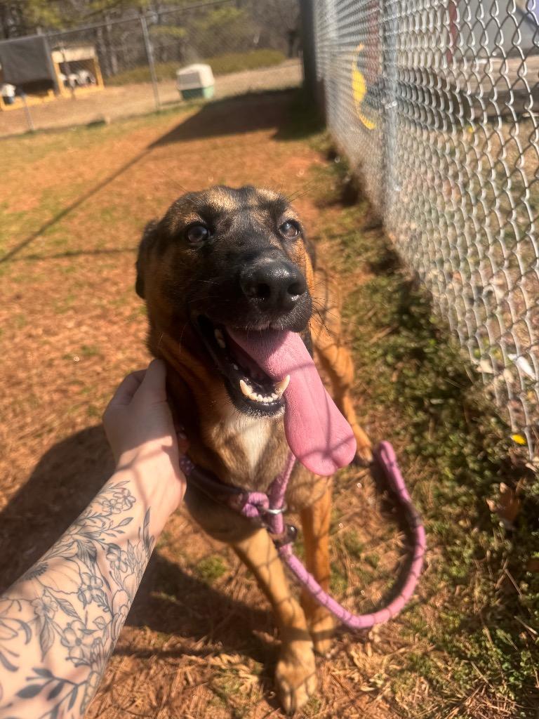 Enlarge Chance, a Adoptable Mixed Breed in Danielsville, GA image 4/6