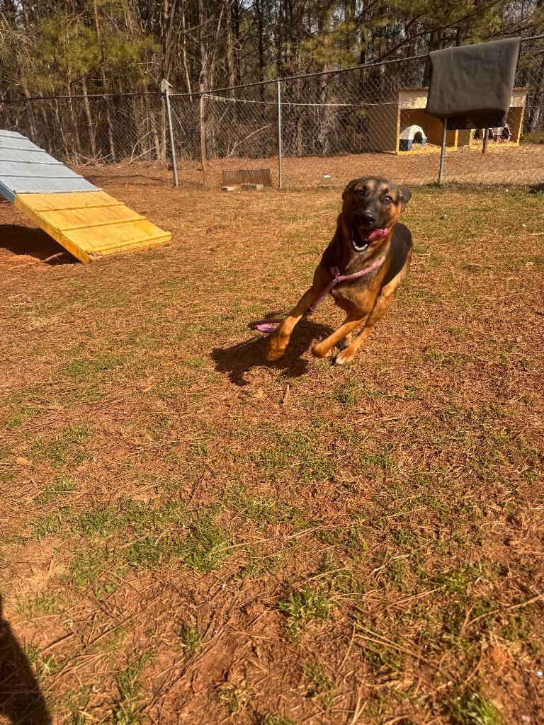 Enlarge Chance, a Adoptable Mixed Breed in Danielsville, GA image 5/6