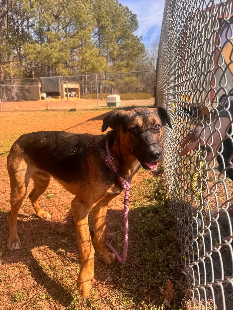 Enlarge Chance, a Adoptable Mixed Breed in Danielsville, GA image 6/6