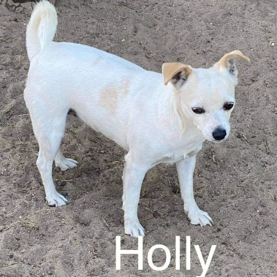 Holly, a Adoptable mixed breed in modesto, CA image 1/2