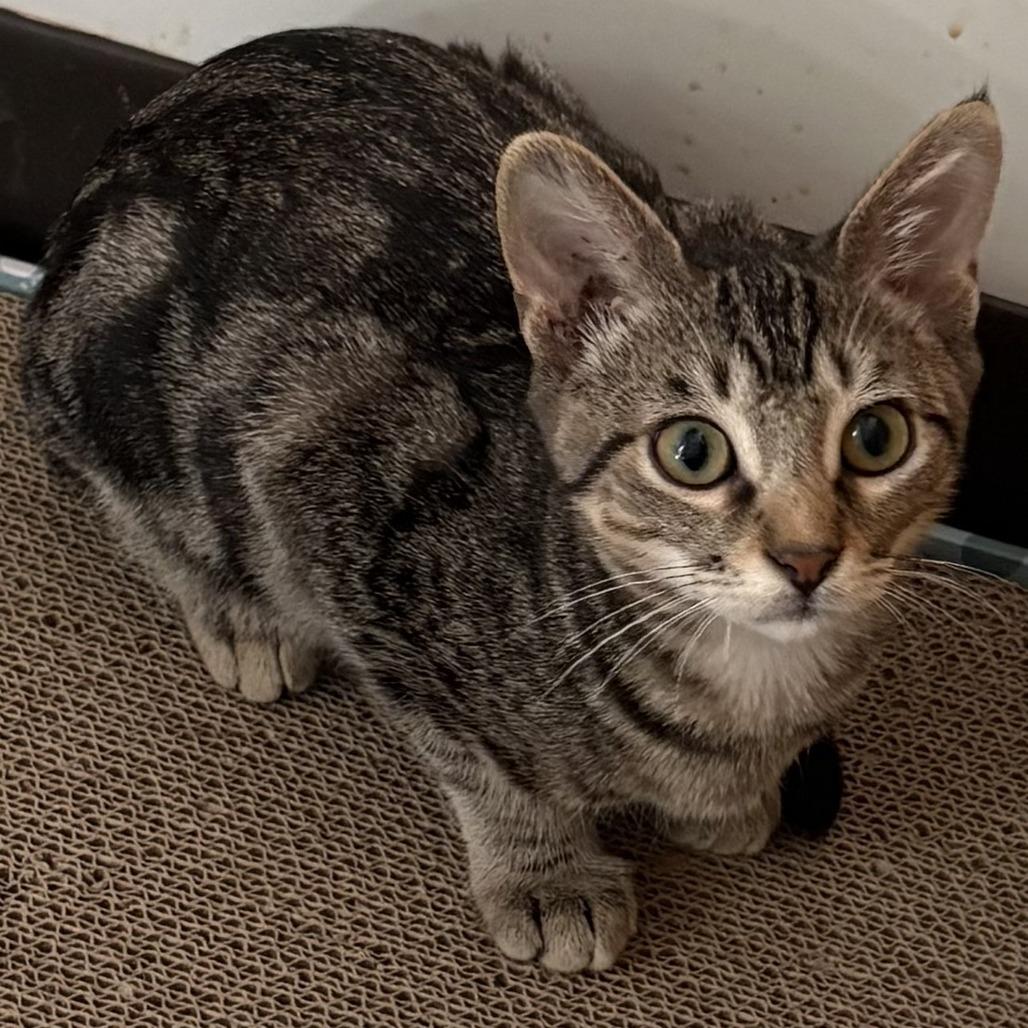 Nico, Adoptable, Young Male Domestic Short Hair.