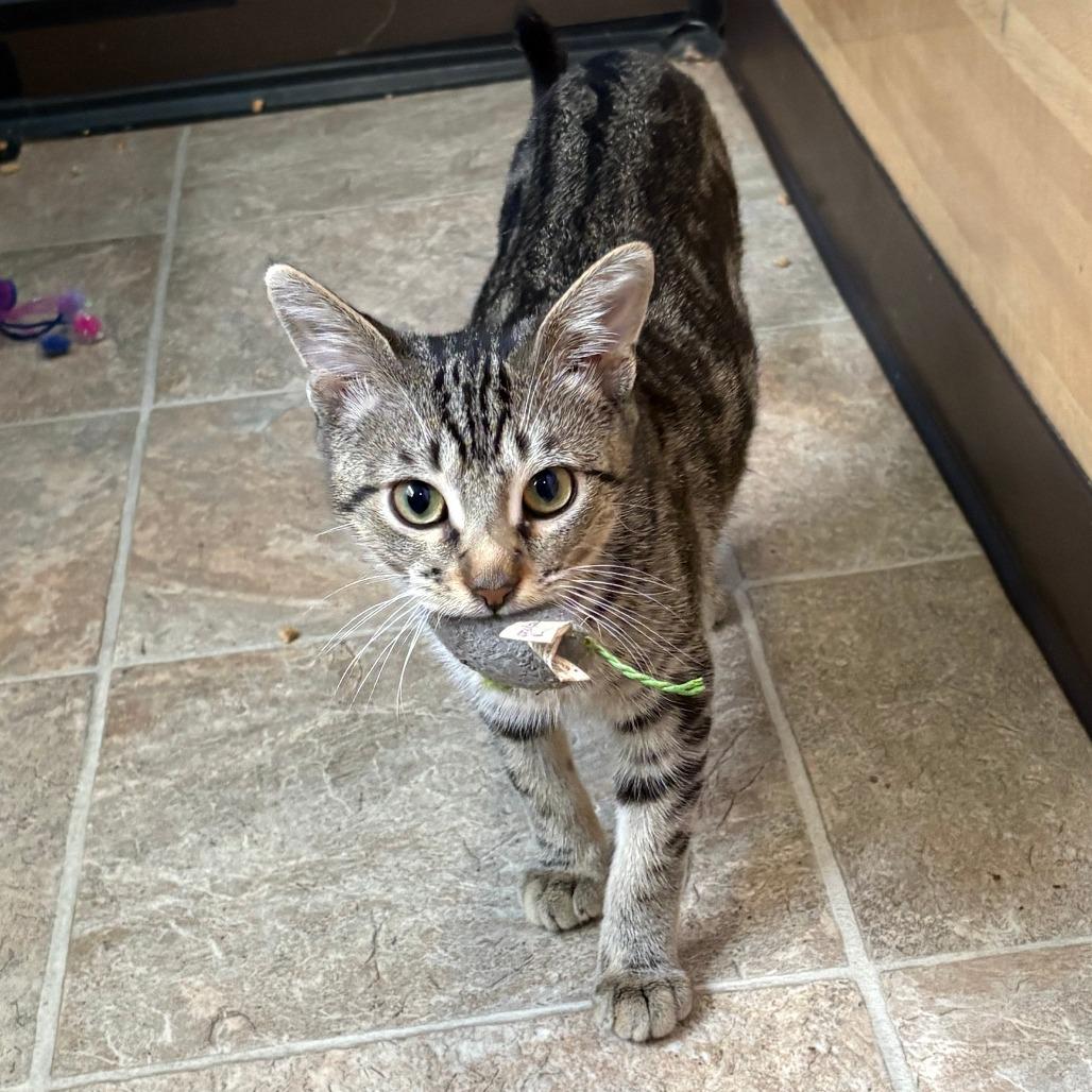Enlarge Nico, a Adoptable Domestic Short Hair in Leander, TX image 2/4