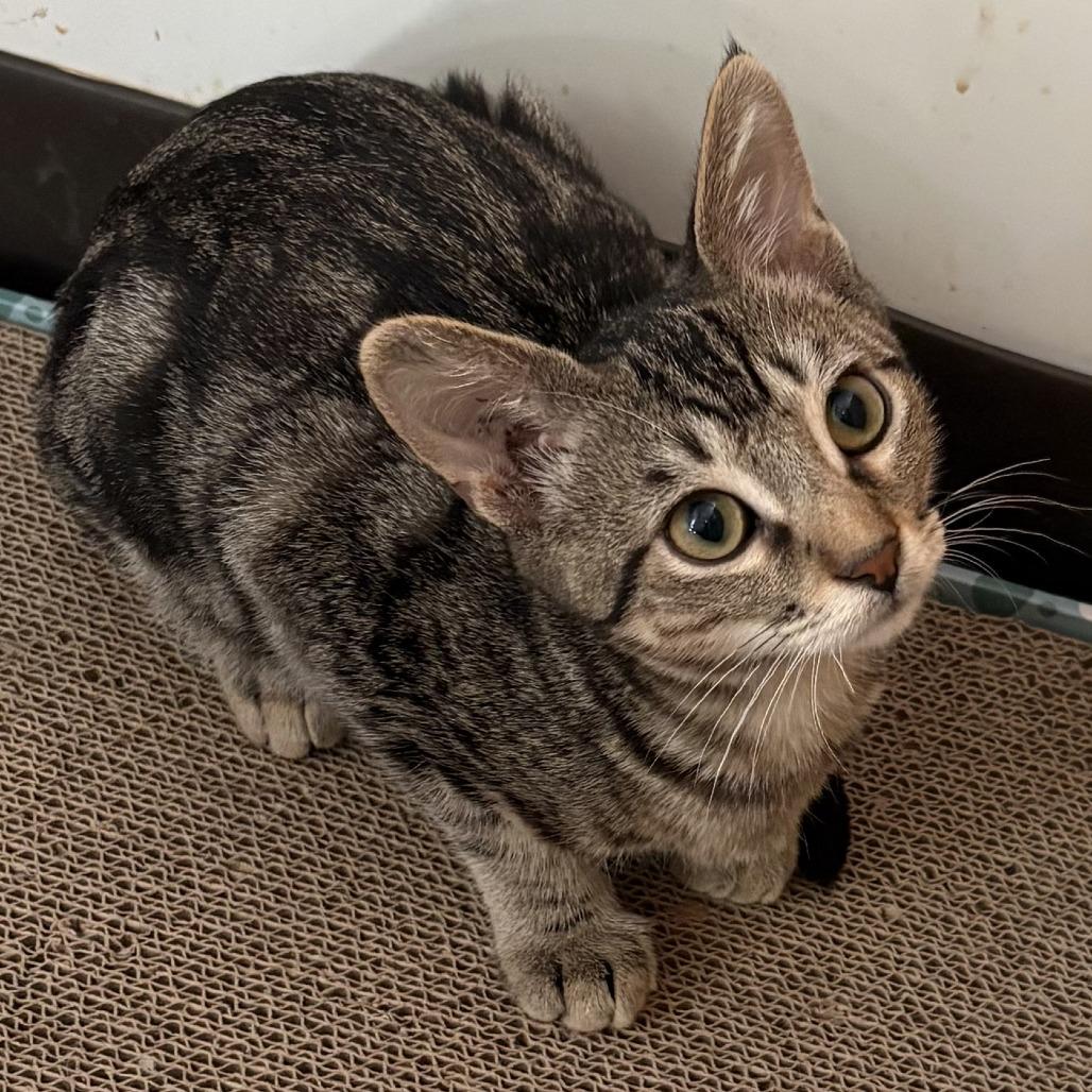 Enlarge Nico, a Adoptable Domestic Short Hair in Leander, TX image 3/4