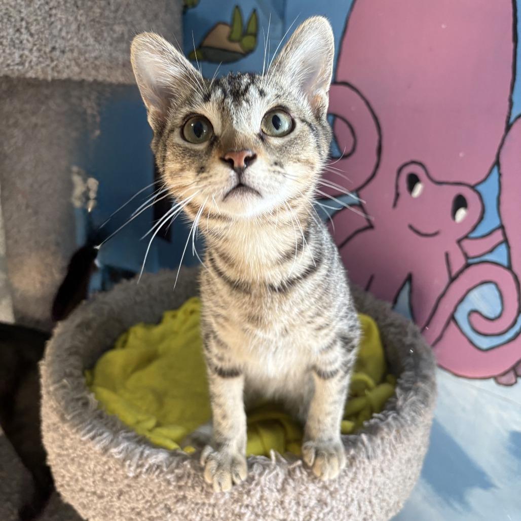 Enlarge Nico, a Adoptable Domestic Short Hair in Leander, TX image 4/4